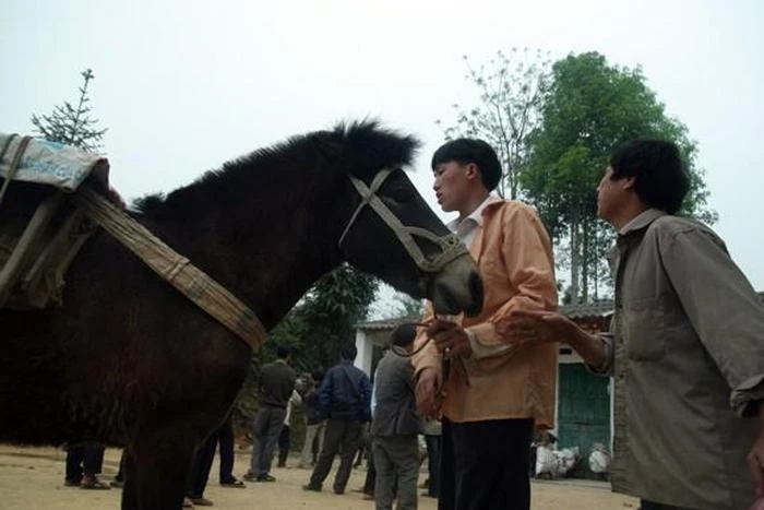 Chợ ngựa Mường Khương chợ ngựa nổi tiếng tại tỉnh Lào Cai