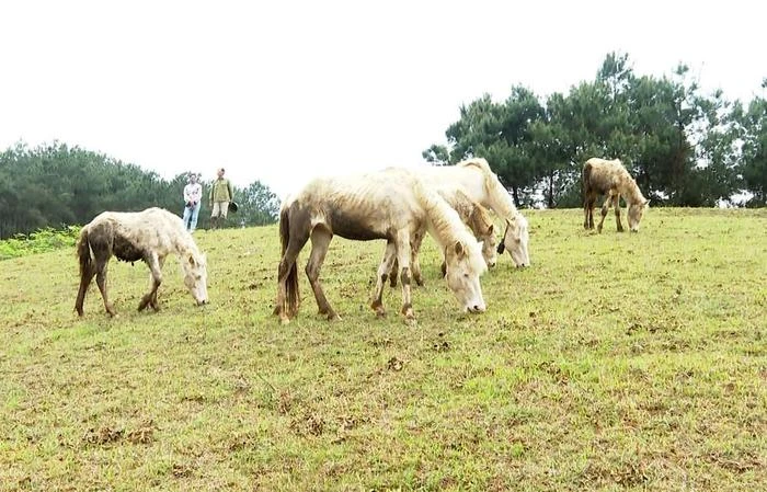 Ngựa bạch là một trong những loài ngựa khá được ưa chuộng tại Việt Nam.