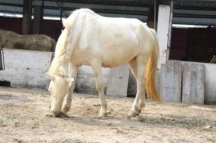 Trang trại Ngựa Bạch Dương nơi bán ngựa chất lượng cao và khỏe mạnh