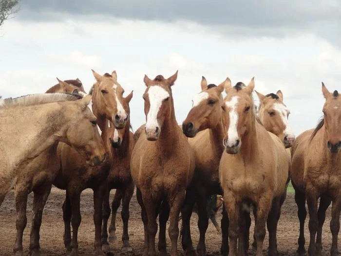 Trang trại Ngựa Phú Thọ chuyên cung cấp ngựa giống chất lượng tại miền Bắc