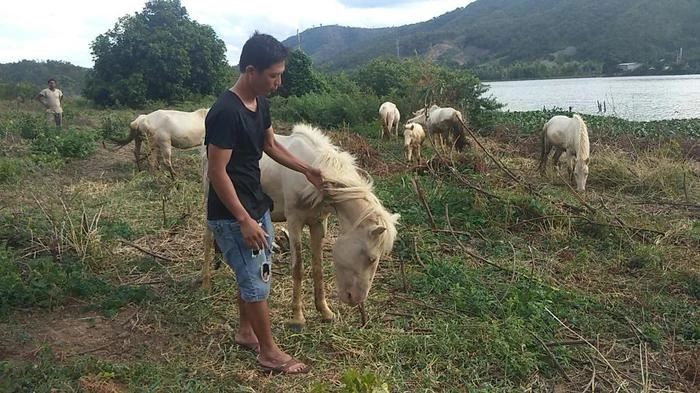 Trang trại ngựa Thanh Niên địa điểm bán ngựa chất lượng tại trung du Bắc Bộ