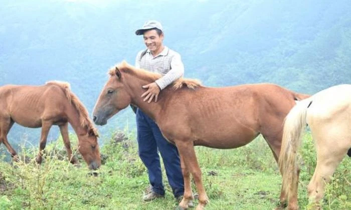 Trung tâm giống ngựa Hòa Bình nơi bán ngựa uy tín tại miền núi phía Bắc