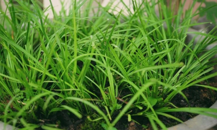 Lá cây thắng cố - Gia vị nấu thắng cố 