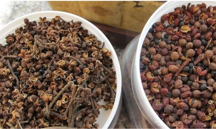 Mắc khén – Gia vị nấu thắng cố ngựa không thể thiếu